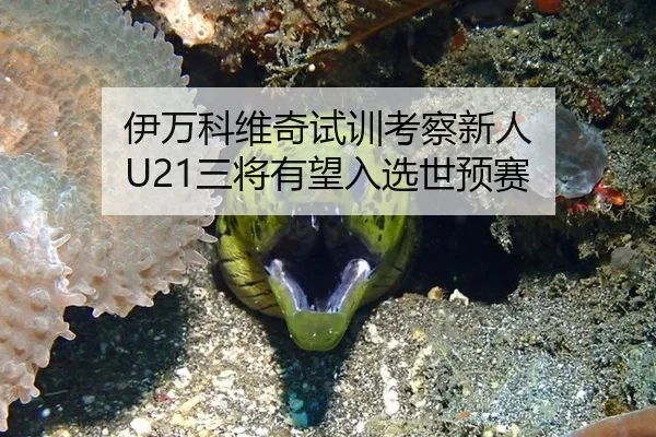 伊万科维奇试训考察新人 U21三将有望入选世预赛