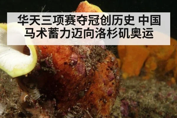 华天三项赛夺冠创历史 中国马术蓄力迈向洛杉矶奥运